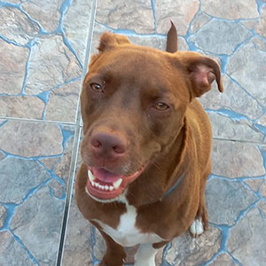 Interação com Cãe - Foto 1