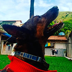 Interação com Cãe - Foto 4