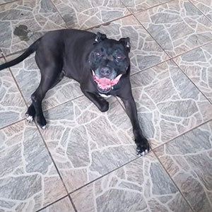 Interação com Cãe - Foto 3