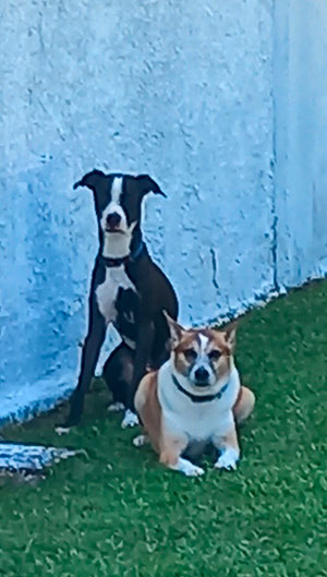 Interação com Cãe - Foto 2