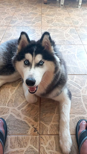 Interação com Cãe - Foto 6