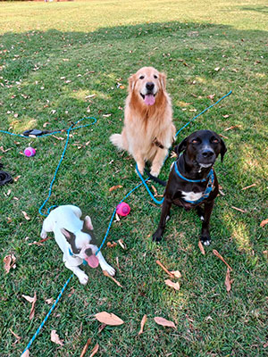 Interação com Cãe - Foto 7