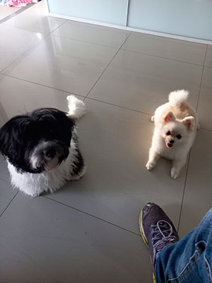 Interação com Cãe - Foto 8