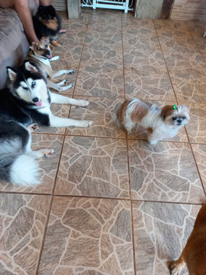 Interação com Cãe - Foto 9