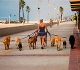 Dog Walkers de cães na Barra da Tijuca