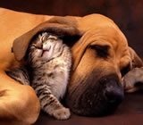 Hotéis para Cães e Gatos na Barra da Tijuca